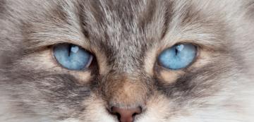 10 породи котки с красиви сини очи