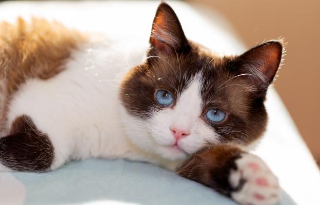 сини очи котка
