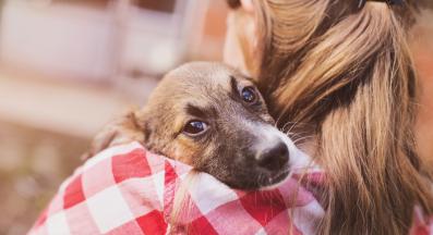 куче от приют