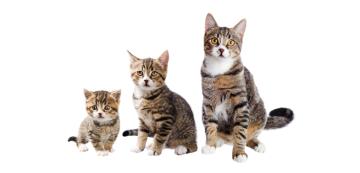 От котенце до възрастна котка - кога котките достигат зрялост?