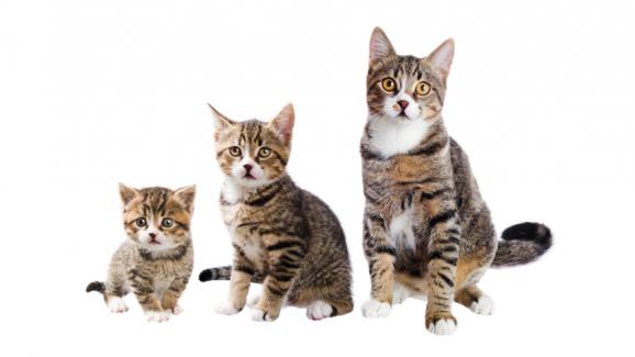 От котенце до възрастна котка - кога котките достигат зрялост?