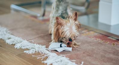 куче играе с чорапи