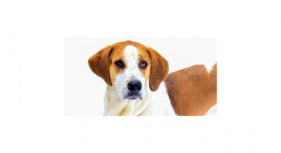 американски фоксхаунд