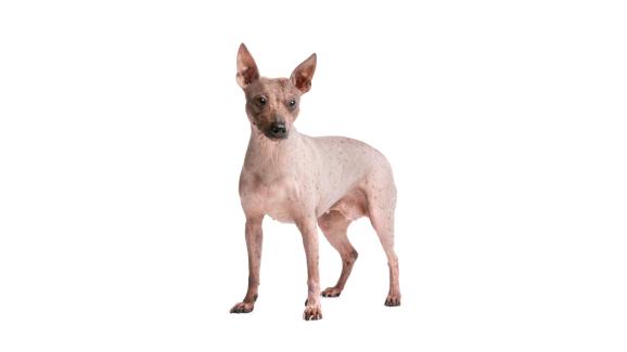 Американски гол териер