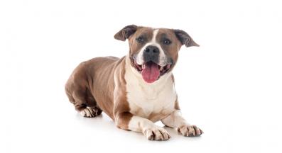 питбул териер