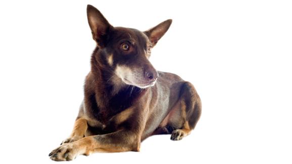 австралийско келпи