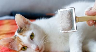 разресване на котешка козина