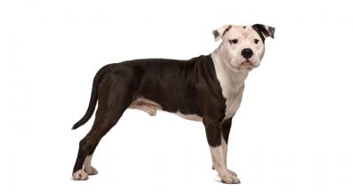 Американски стафордширски териер