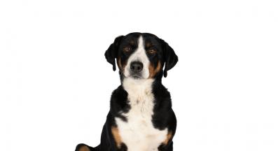 Апенцелер Зененхунд