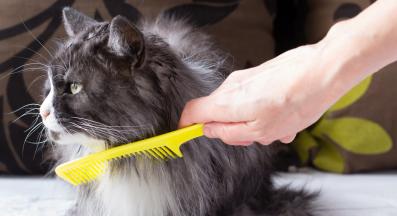 разресване на котешка козина