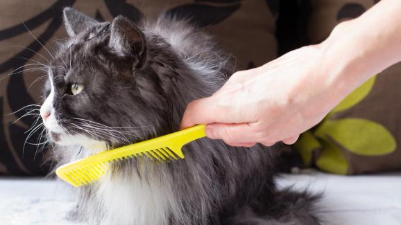 разресване на котешка козина