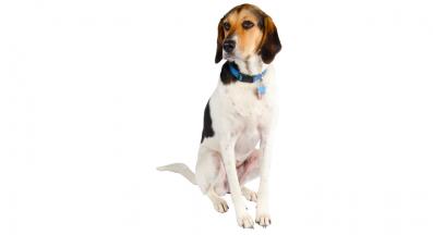 Английски фоксхаунд