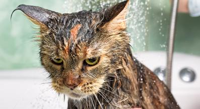 котка и вода