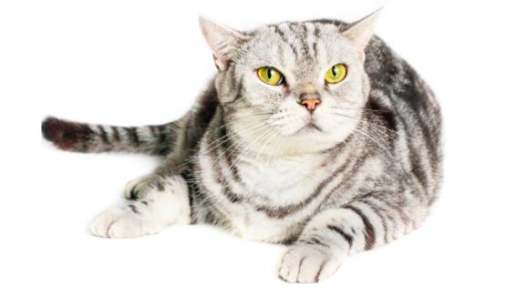 Американска късокосместа