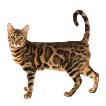 Бенгалска котка