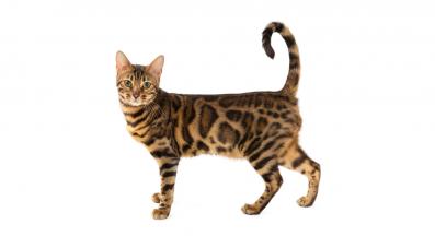 Бенгалска котка