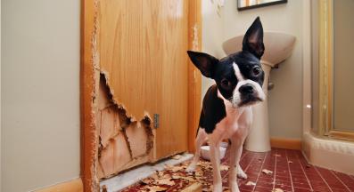 непослушно куче