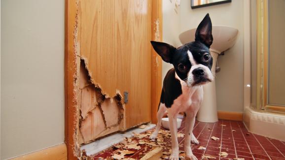 непослушно куче