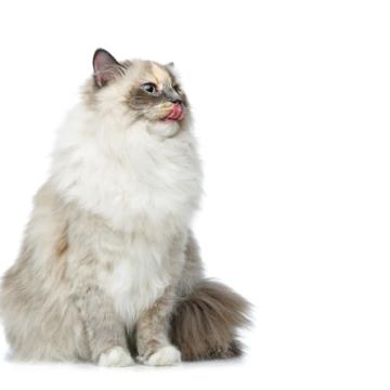 Бирманска котка