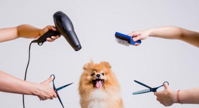 кучешки груминг