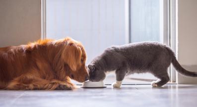 куче и коте