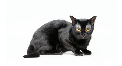 Бомбайска котка