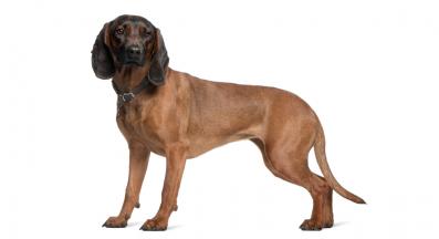 Баварска планинска хрътка