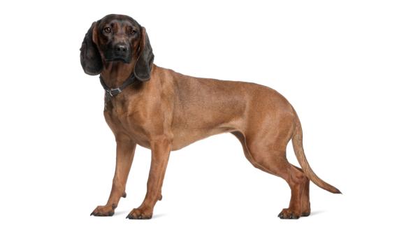 Баварска планинска хрътка