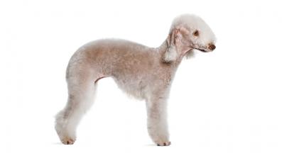 Бедлингтон териер