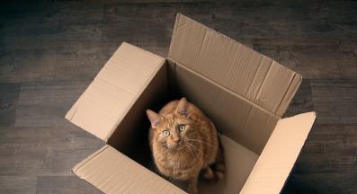 пренасяне с котка