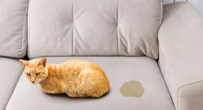 котка уринира върху диван