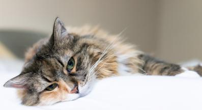 тъжна котка