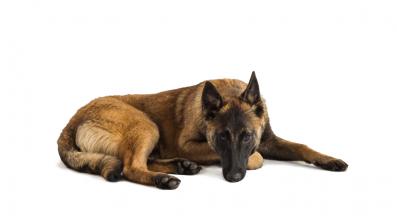 Белгийска овчарка Малиноа
