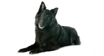 Белгийска Овчарка Грьонендал
