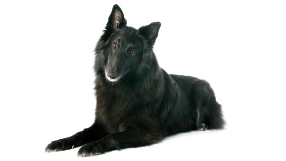 Белгийска Овчарка Грьонендал