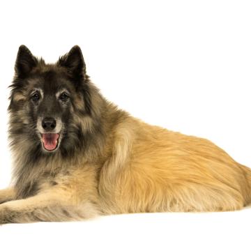 Белгийска овчарка Тервюрен