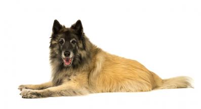 Белгийска овчарка Тервьорен