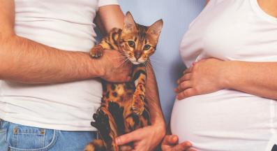 ревнива котка