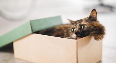 котка в кутия