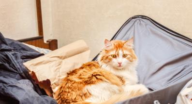 котка и куфар