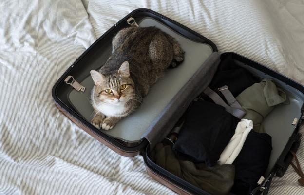 котка и куфар ядосана
