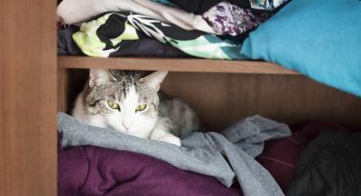 котка в шкаф