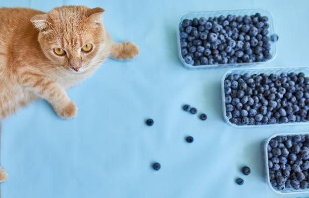 котка и човешка храна