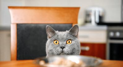 гладна котка