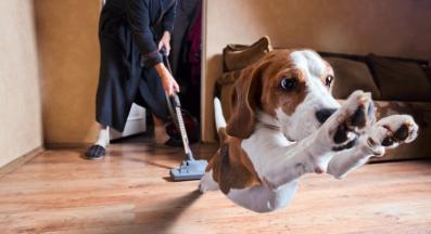 куче прахосмукачка