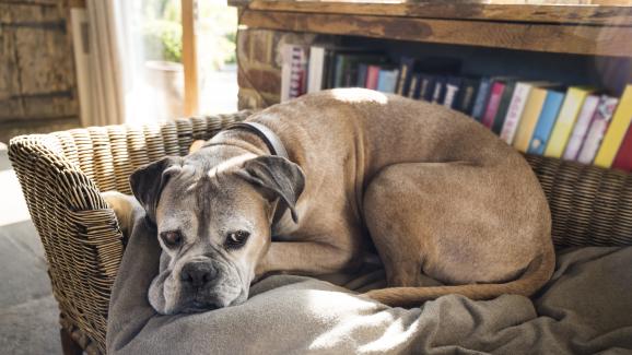 възрастно куче