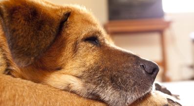 възрастно куче