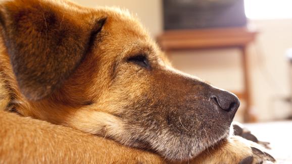 възрастно куче