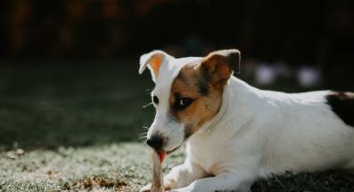 куче с кокал