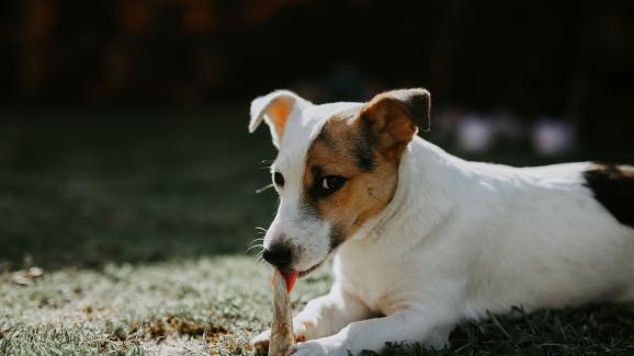 куче с кокал